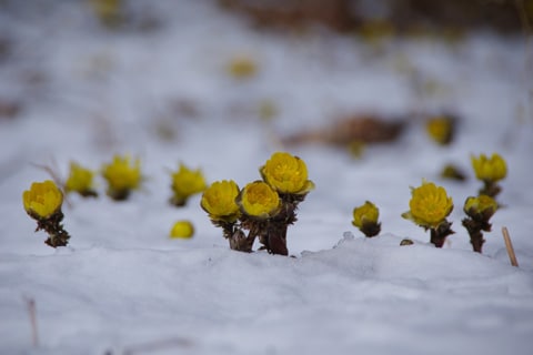 北海道の春：行者ニンニク/小鳥のさえずり/北海道の桜問題/青い春/丹頂鶴のダンス

