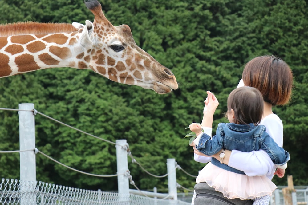 実録！東京都動物園 おすすめ