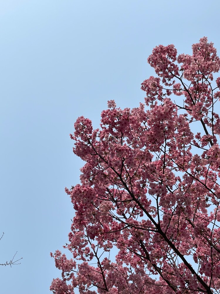 超初心者が一気にこなれる＊おしゃれなお花の生け方3選＊華道師範監修