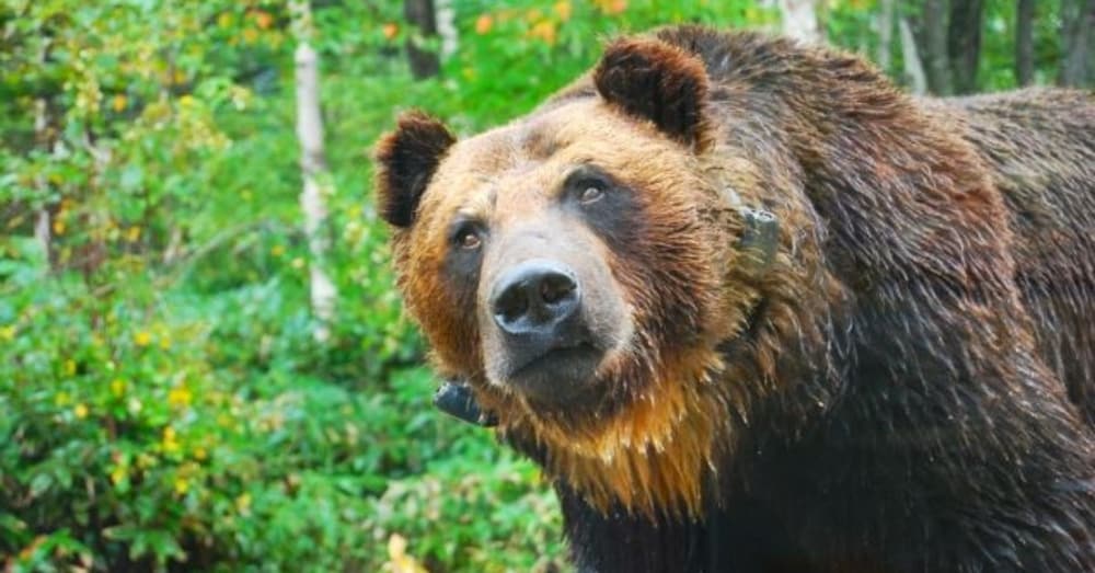 クマから身を守るために、私たちが“今日からできること”