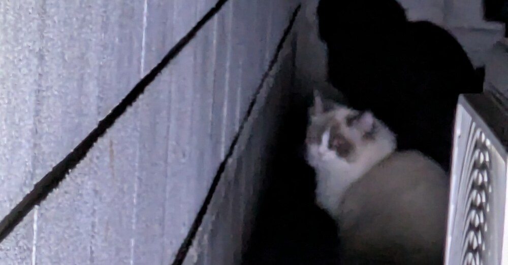 現役猫探偵が教える 逃げてしまった猫の初動 探し方　