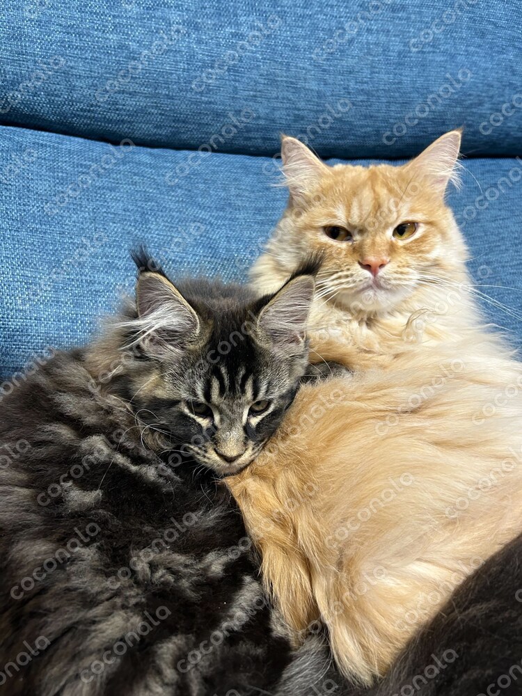 猫の絆