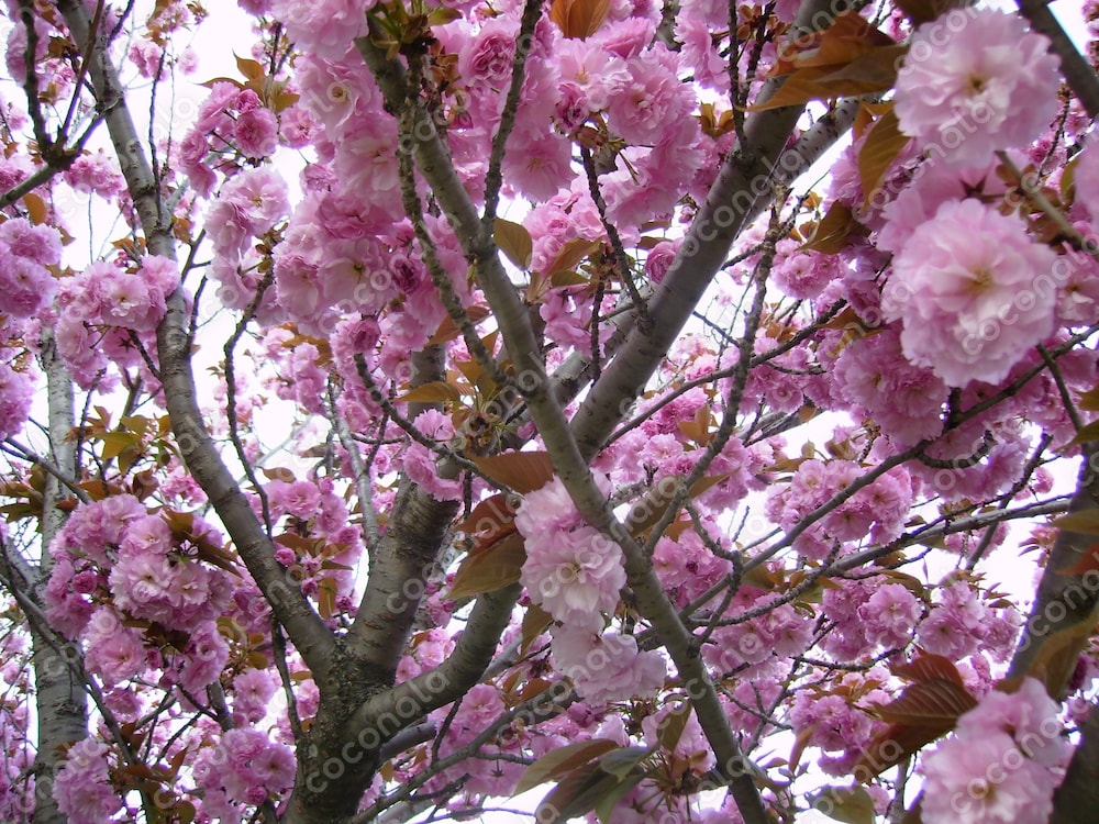 ビジネスやゲーム背景に使える写真素材　植物　八重桜　