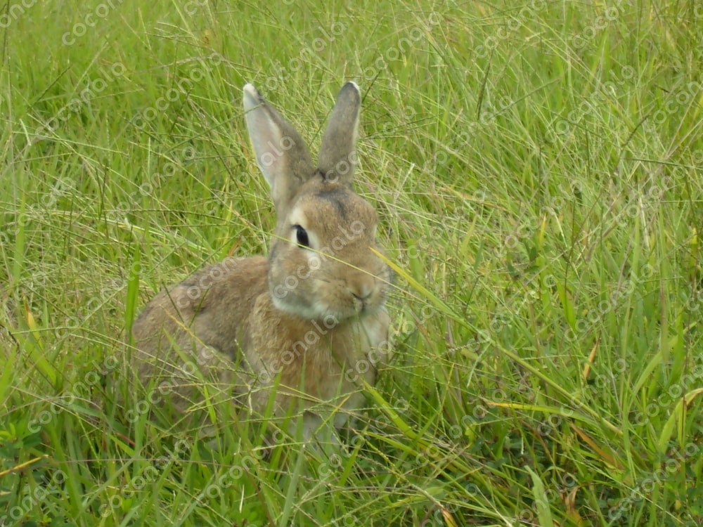 ビジネスやゲーム背景に使える写真素材　動物　うさぎ