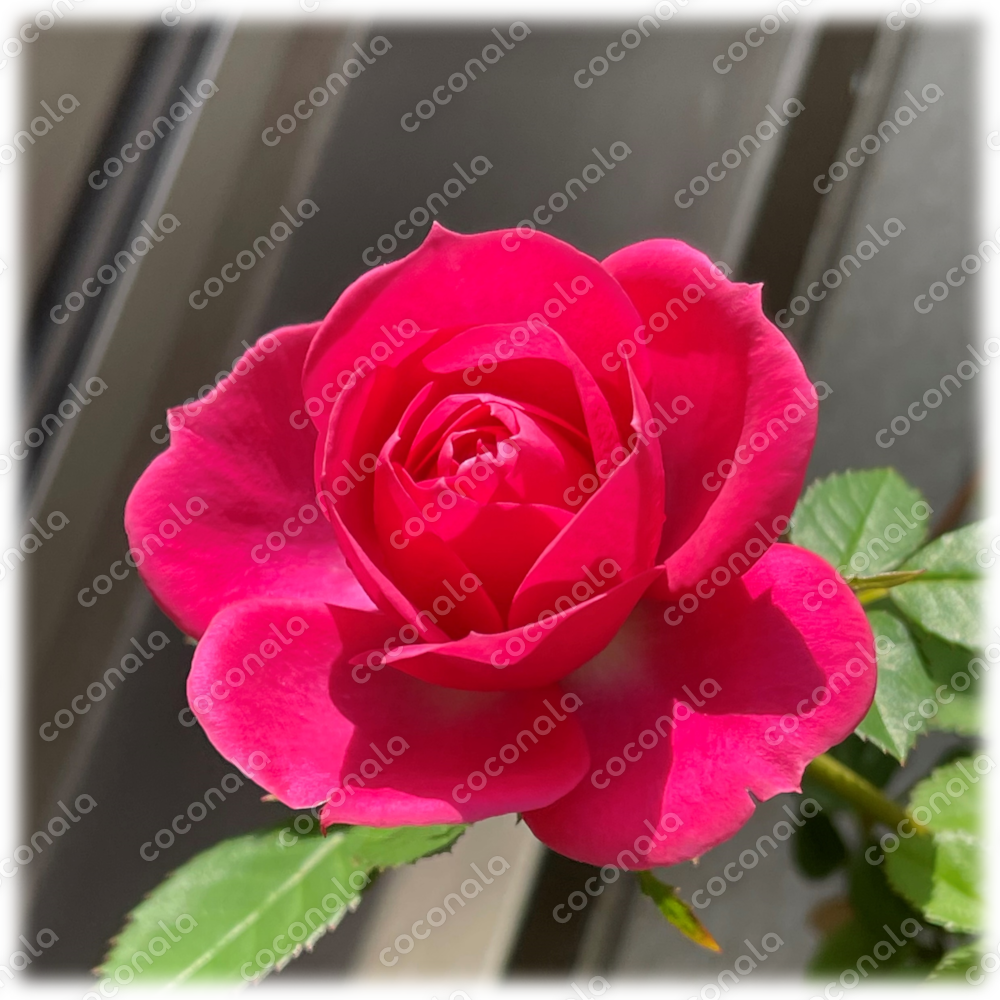 ☆りんごジュース×椎名林檎｜御茶乃子祭々｜coconalaブログ