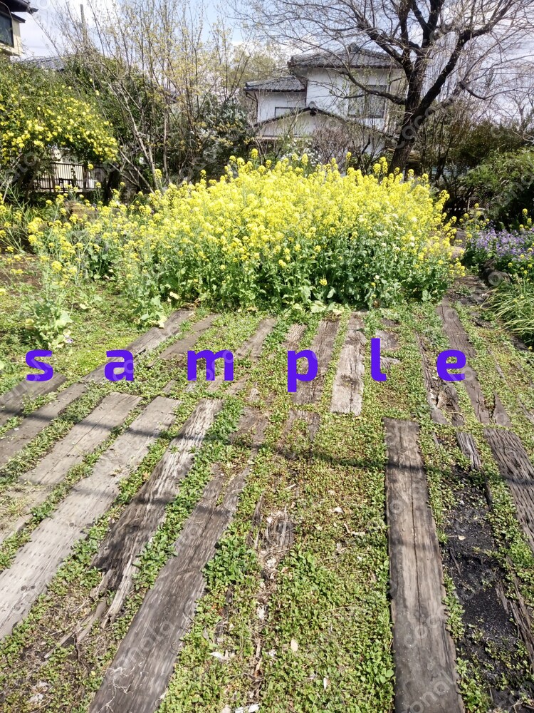 風景写真です