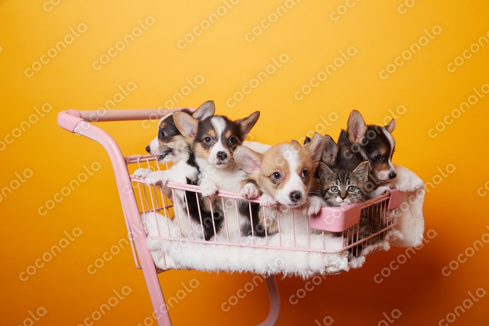 カートいっぱいの子犬と子猫
