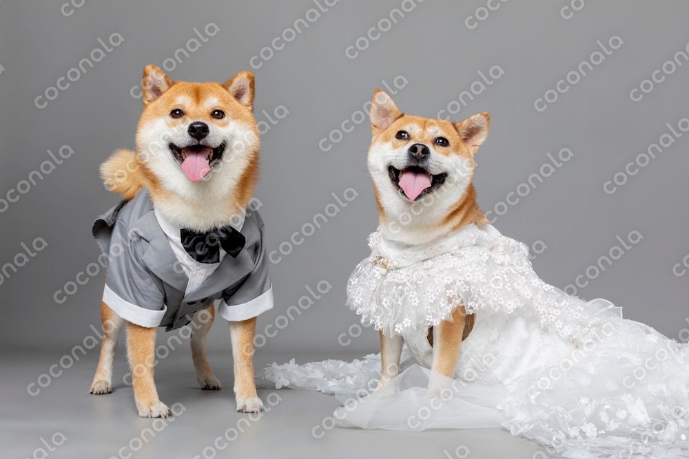 しあわせいっぱい柴犬ウェディング