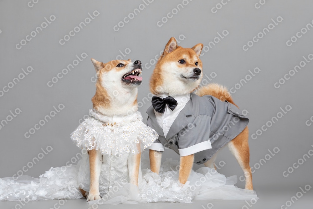 しあわせいっぱい柴犬ウェディング