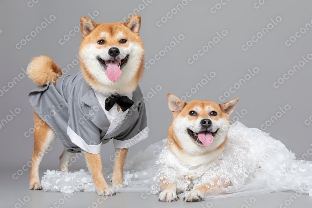 しあわせいっぱい柴犬ウェディング