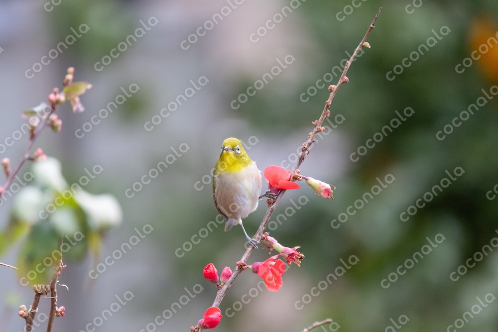 メジロとボケの花