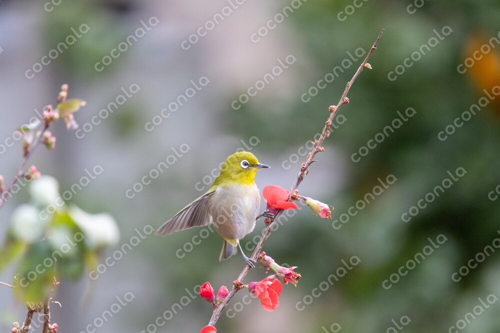 メジロとボケの花。メジロとボケの花のコントラストが綺麗です。