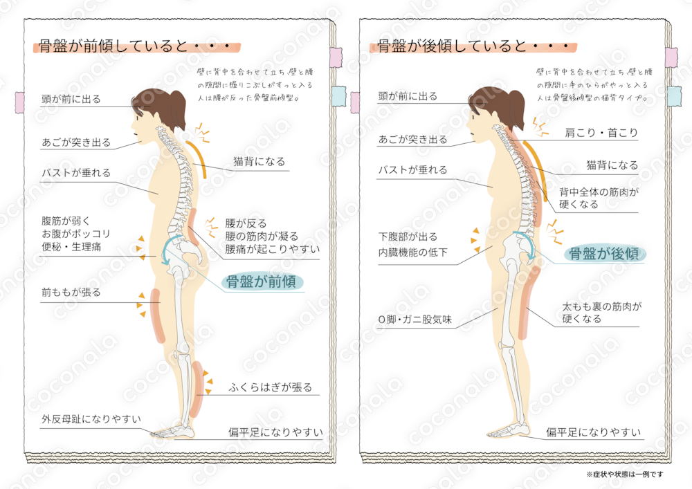 1枚で伝わる！シンプルな解剖図説イラスト