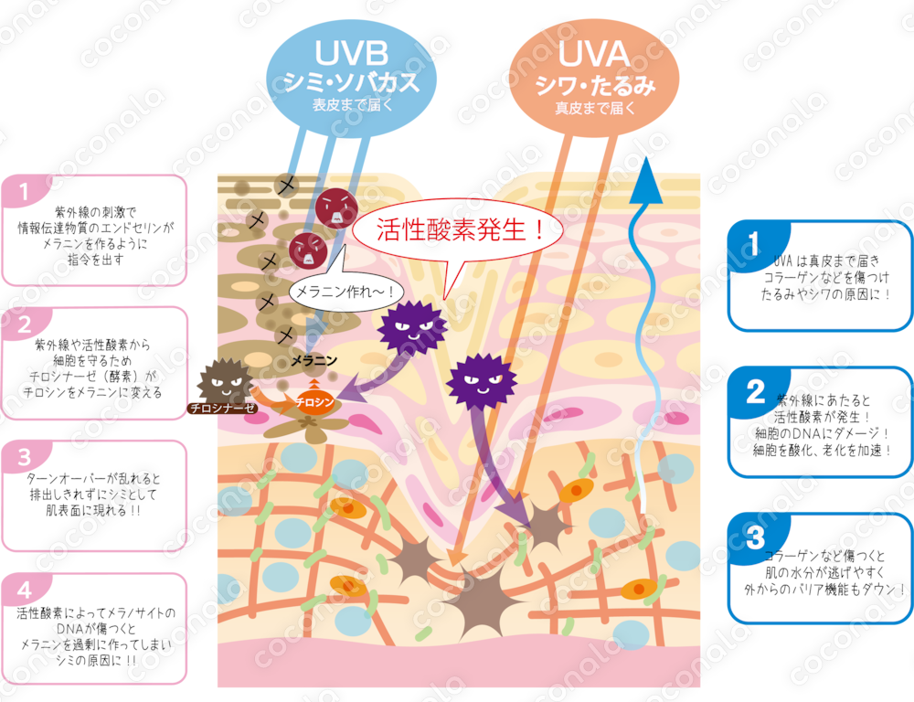 1枚でわかりやすく伝わる！体のシンプルイラスト図説