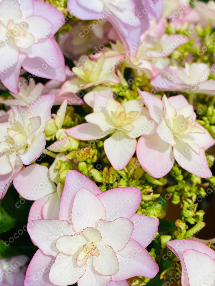 ビジネス・ブログに花を添える写真素材