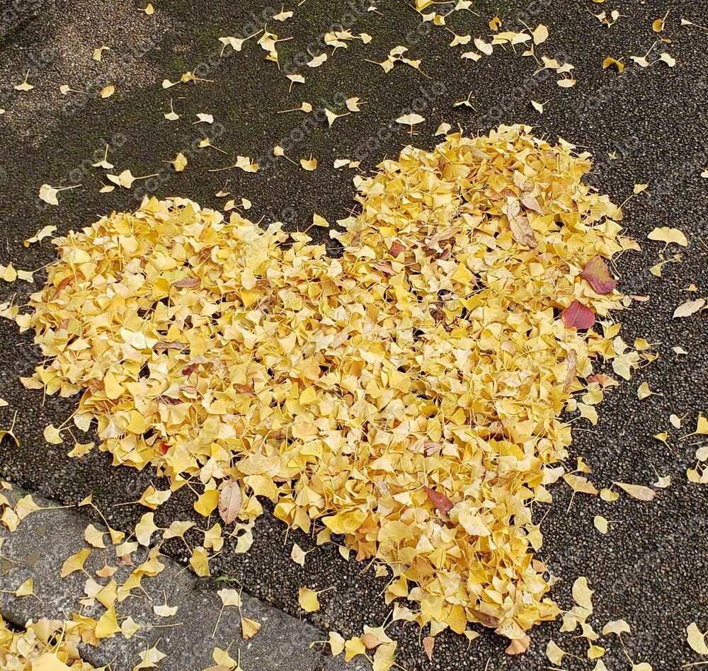 秋に使えるいちょうのハート