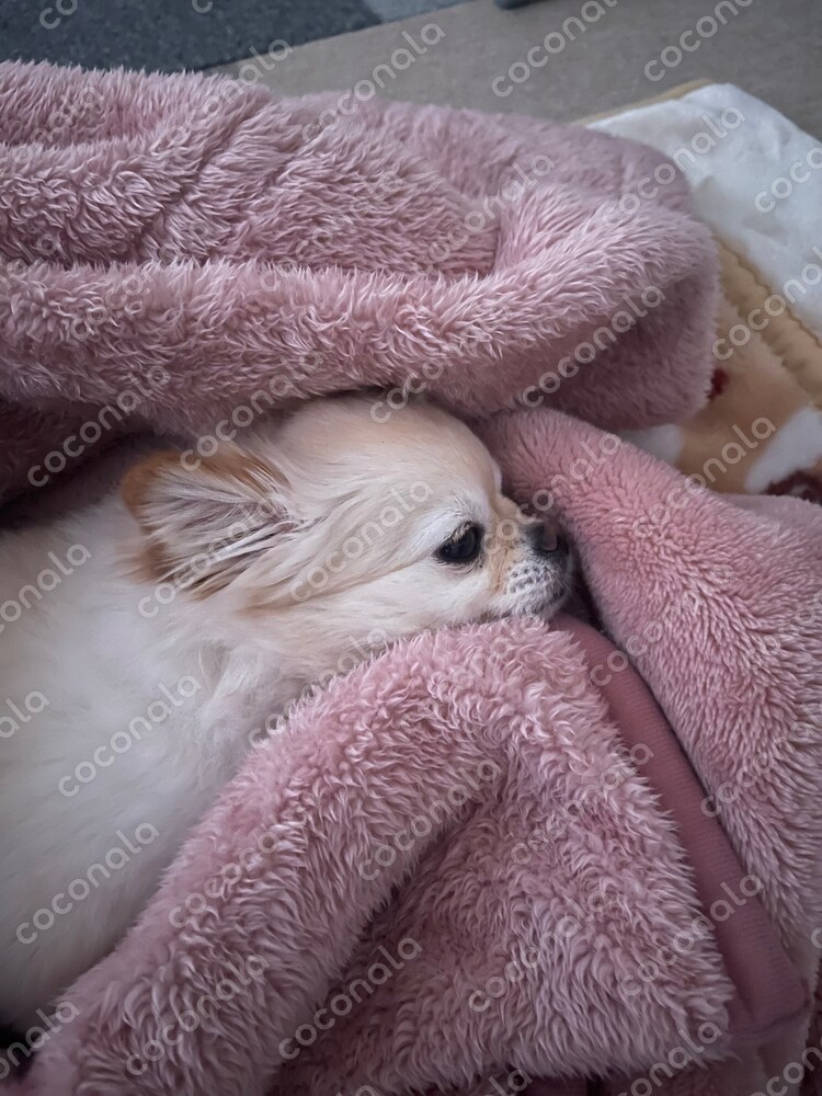 ワンチャンの癒やし写真