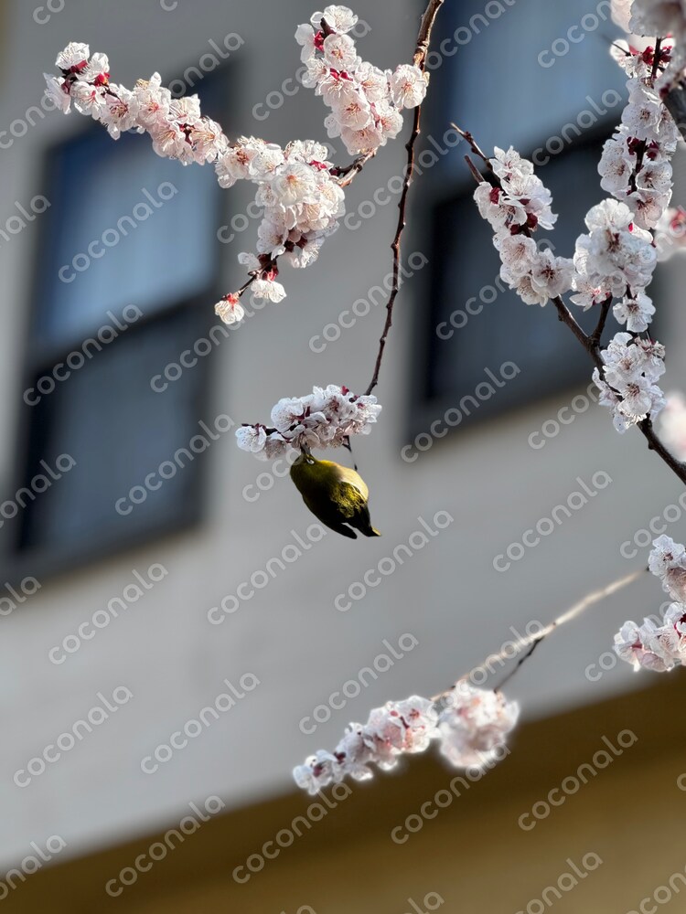 桜とメジロ