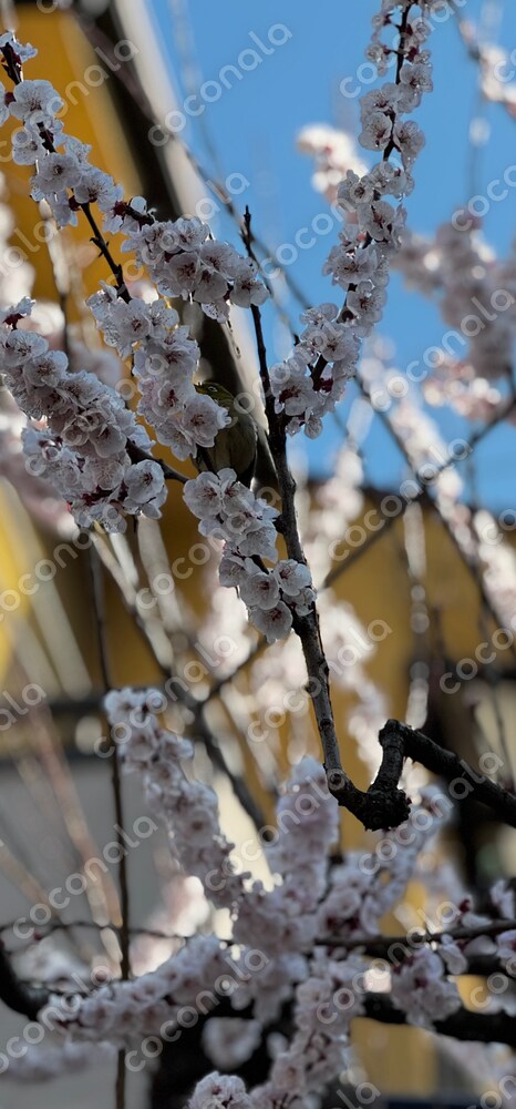 桜とメジロ