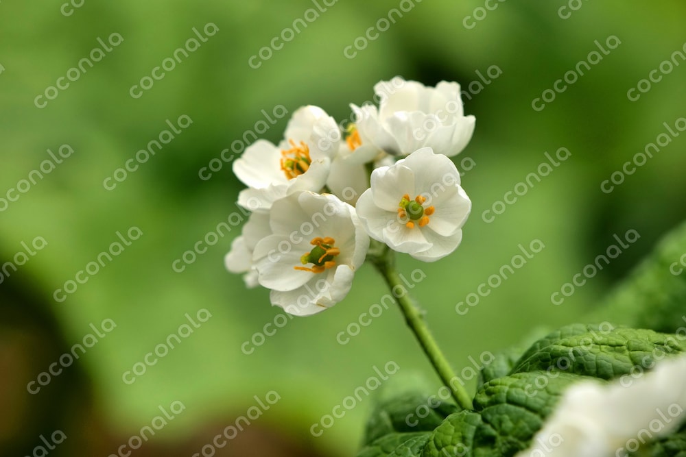 【商用利用OK】写真素材　壁紙などに使える花の写真　サンカヨウ　山荷葉