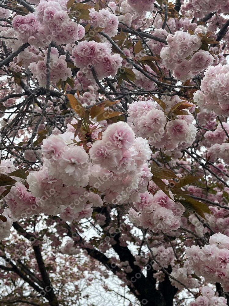 春の花　八重桜