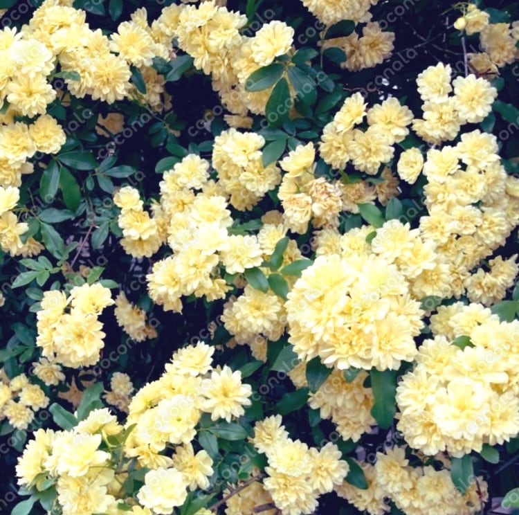黄色いお花たち