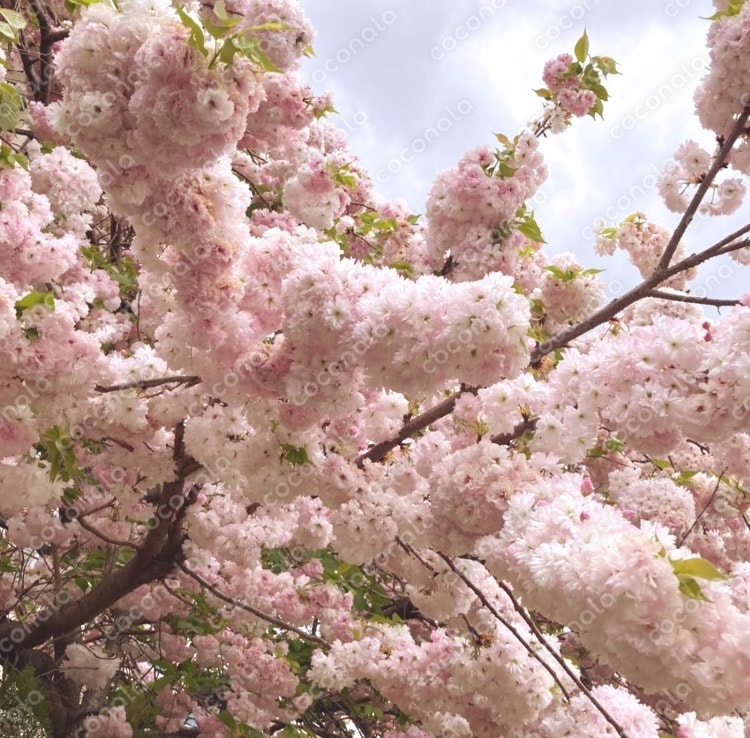 桜〜白妙〜