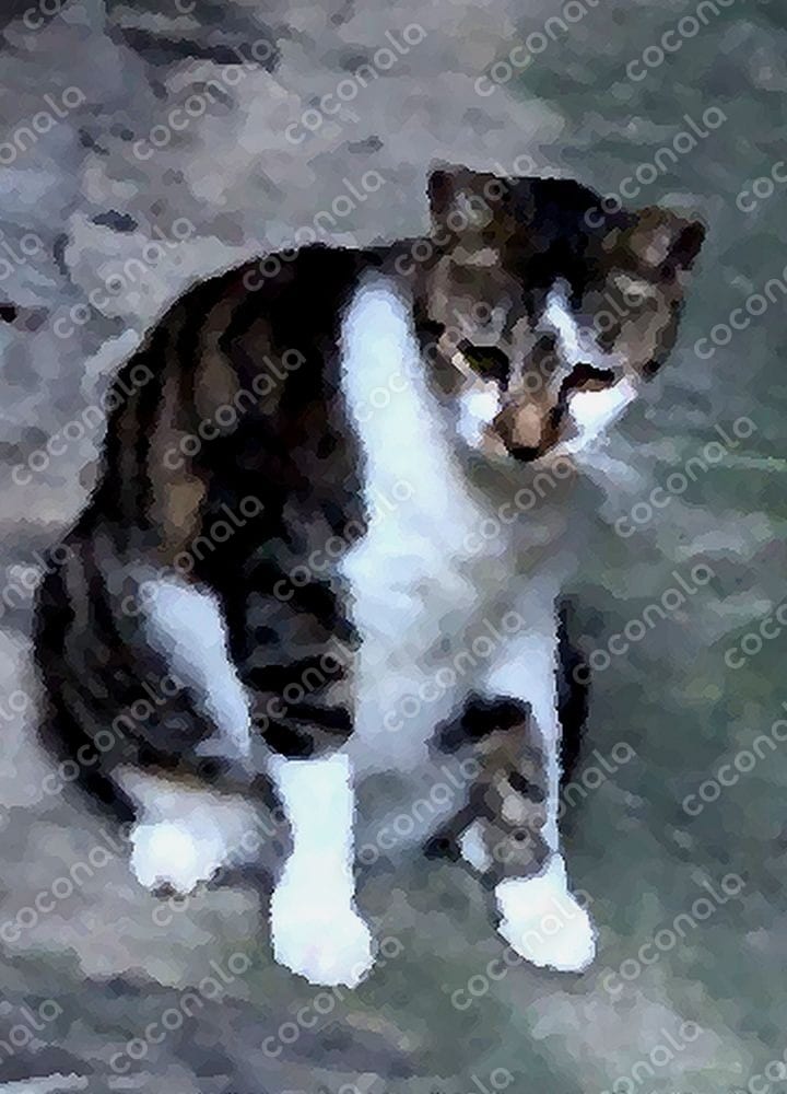 ★「まるまるちゃん」1★デジタルアート★油絵風★猫★子猫★デジタルコンテンツ★ダウンロード★写真