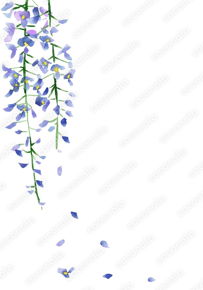 藤の花