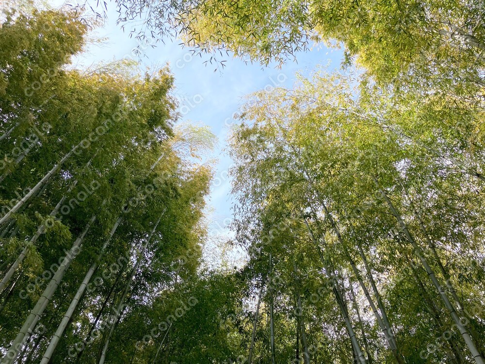 天高く伸びた竹の先に見えた空