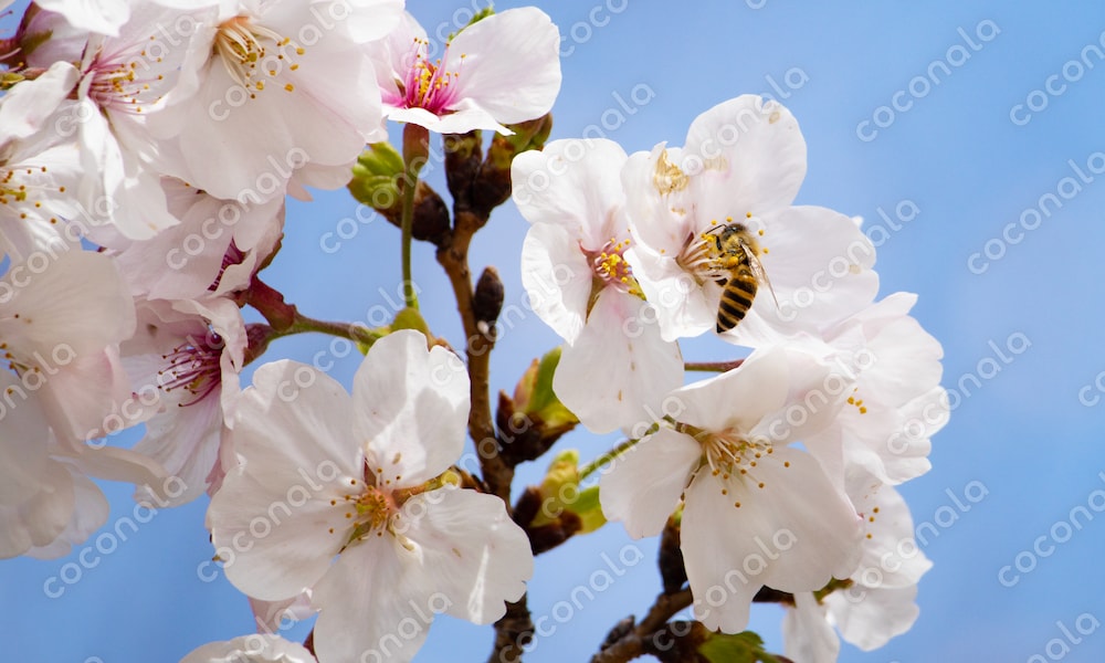 桜とミツバチの写真素材