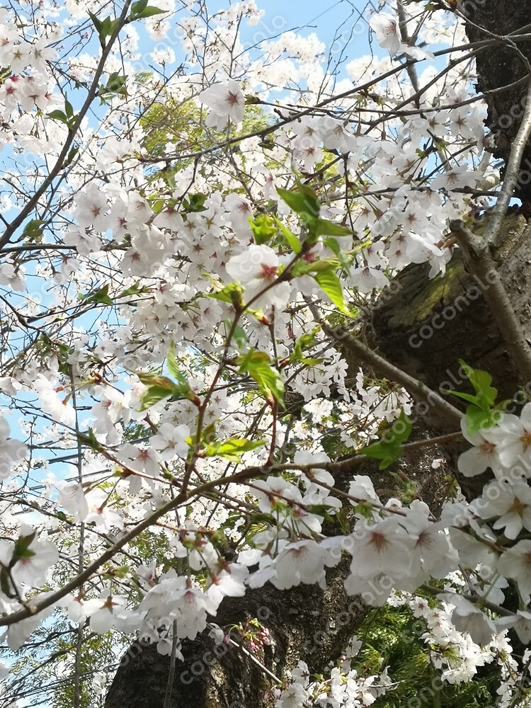 桜