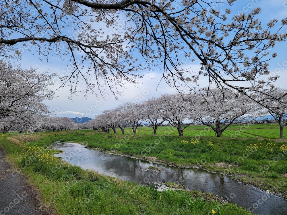 資料に使える素材【桜並木道】