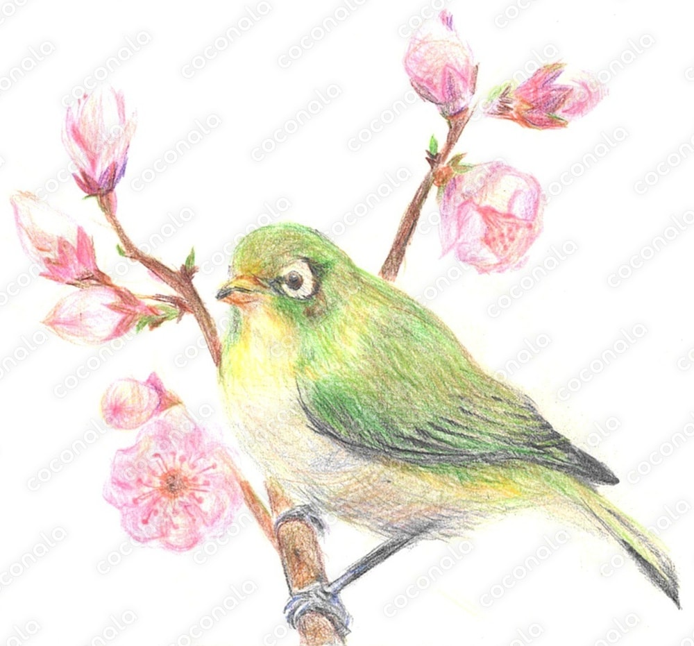 メジロ