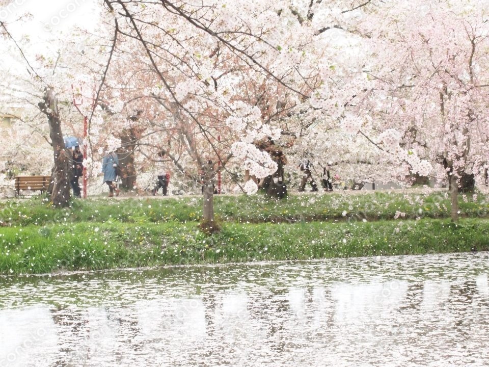 桜が降る