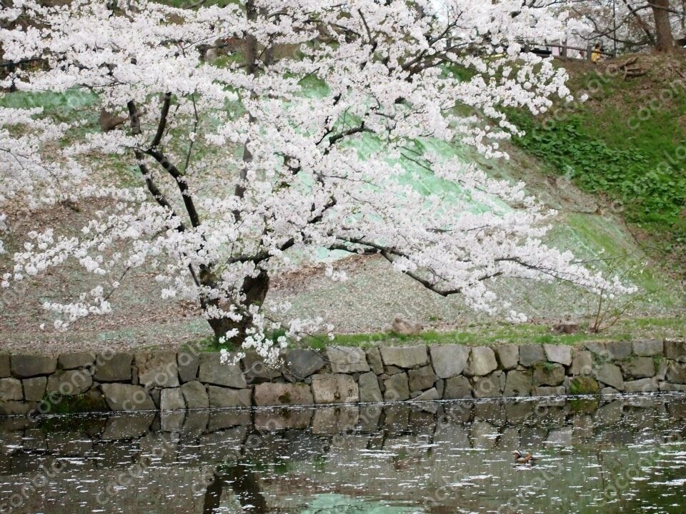 城の桜