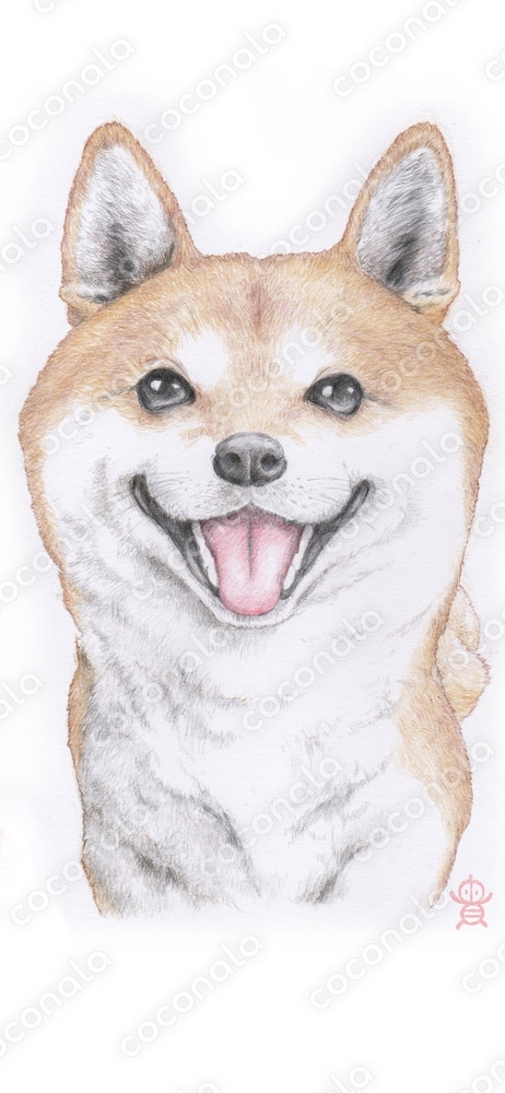 柴犬ちゃん