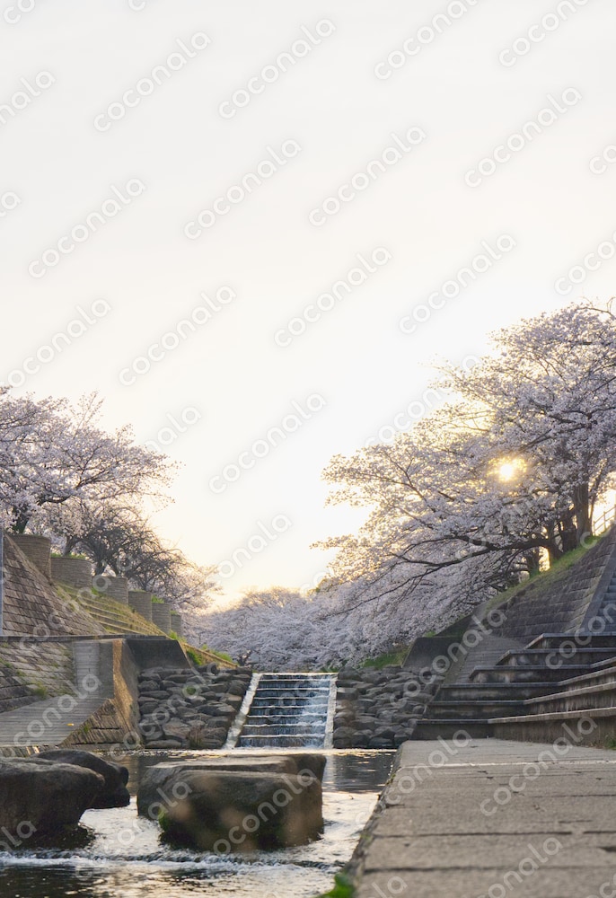 朝日の中川沿いに咲く桜