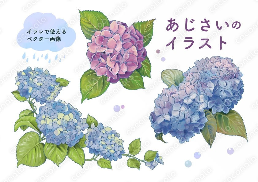 あじさいのイラスト　ベクター画像素材