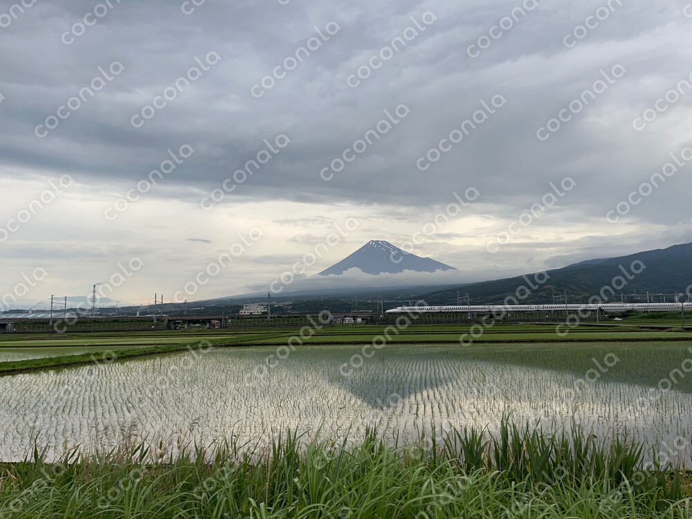 富士山と新幹線〜田園を駆け抜ける風景〜