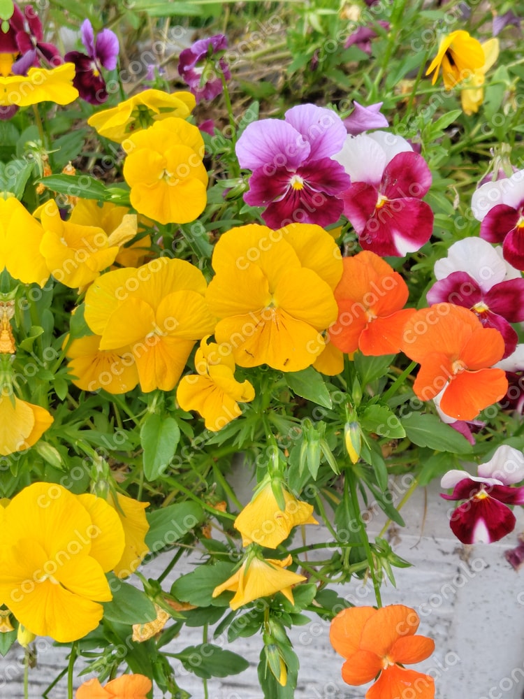  春色ビオラの彩り写真｜元気をくれる花たちの高画質ショット