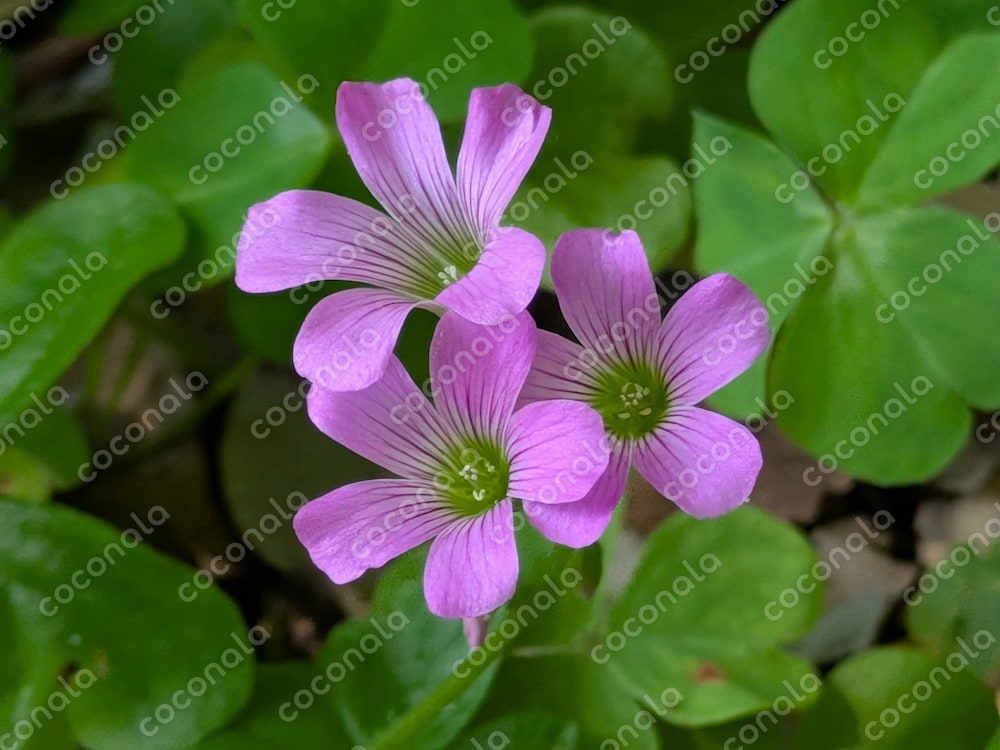 可憐に咲いた🌺ムラサキカタバミ