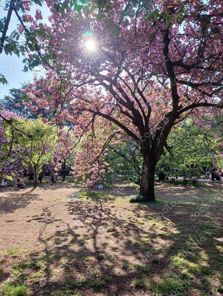桜と陽ざし