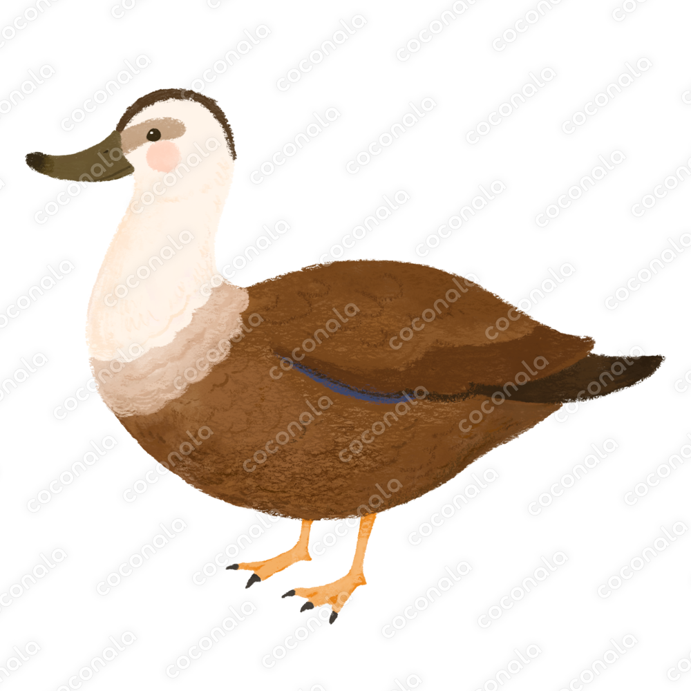 手描きの可愛いカルガモのイラスト