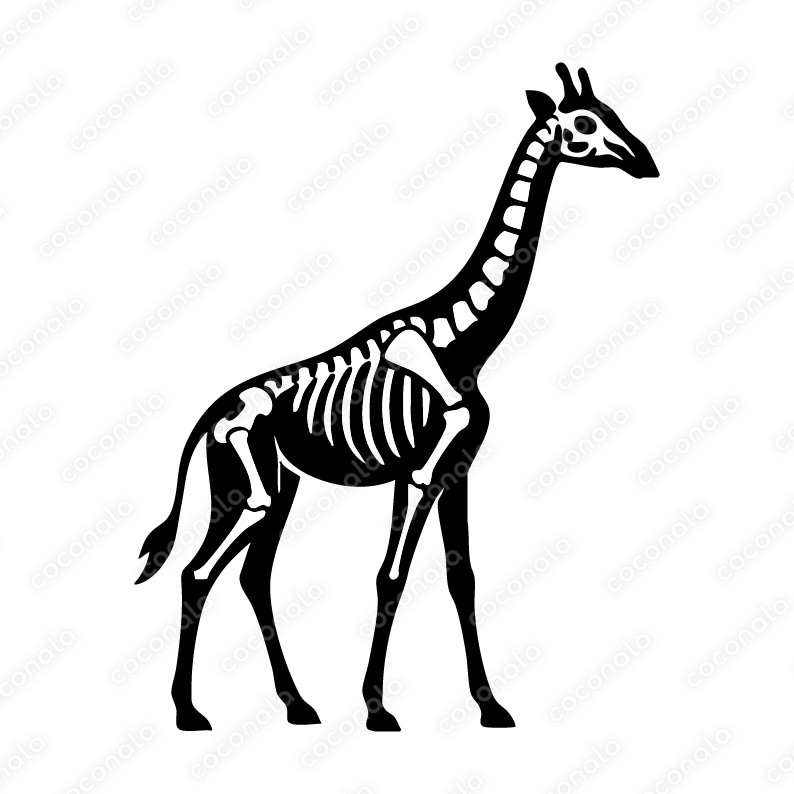 キリンの骨のイラスト