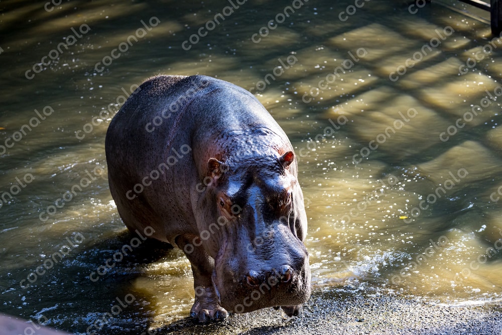 カバ黒光りする沼のカバ歩くカバ動物園のカバ
