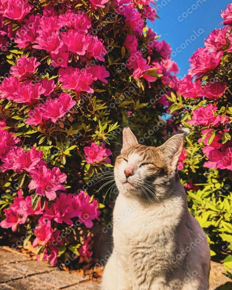 日向ぼっこ猫