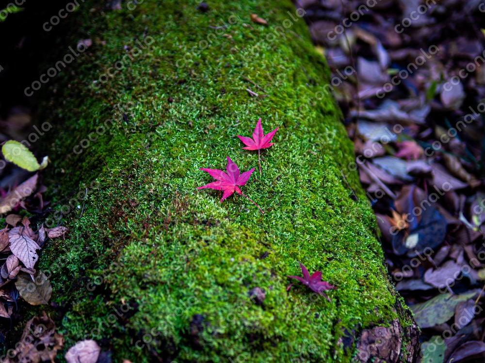 紅葉と苔　カエデ　紅葉　秋　森
