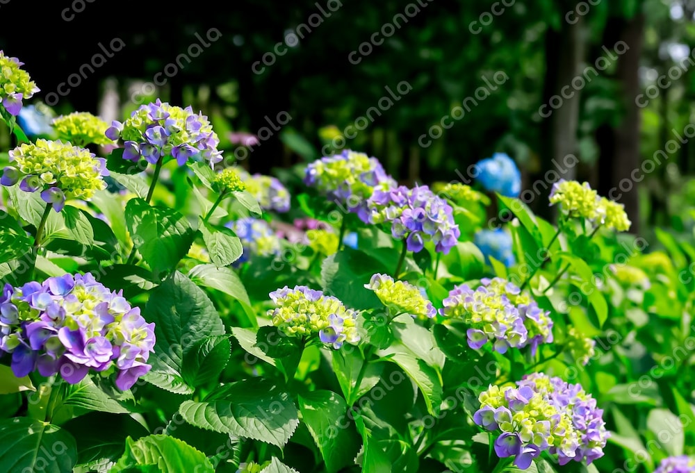 紫陽花