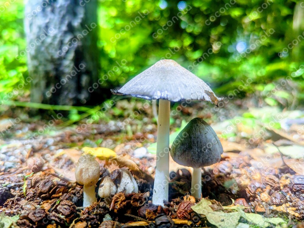 きのこの写真素材
